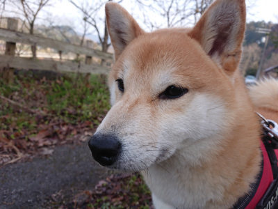 f:id:roukenhome-ann:20190405074217j:plain