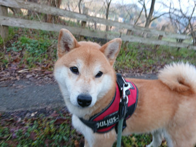f:id:roukenhome-ann:20190405074223j:plain