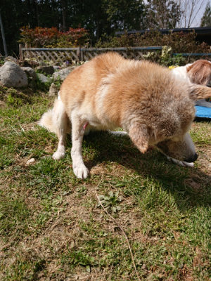 f:id:roukenhome-ann:20190406182456j:plain