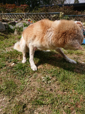 f:id:roukenhome-ann:20190406182513j:plain