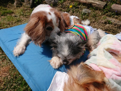 f:id:roukenhome-ann:20190406182554j:plain