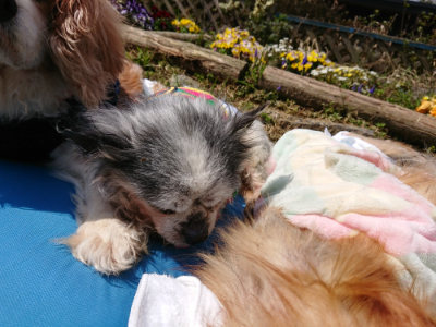 f:id:roukenhome-ann:20190406182752j:plain