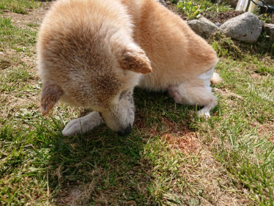 f:id:roukenhome-ann:20190406182912j:plain