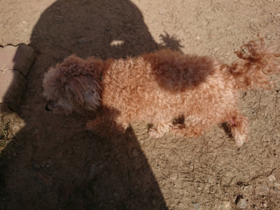 f:id:roukenhome-ann:20190406184218j:plain