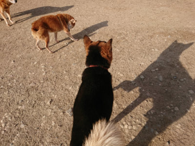 f:id:roukenhome-ann:20190406184452j:plain