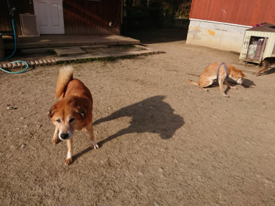 f:id:roukenhome-ann:20190406184912j:plain