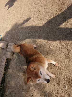 f:id:roukenhome-ann:20190406185206j:plain