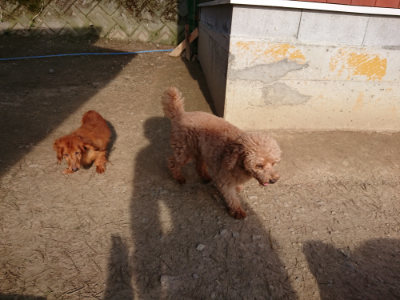f:id:roukenhome-ann:20190406185302j:plain