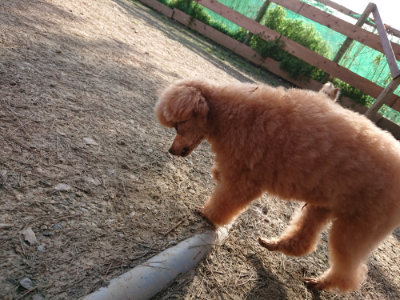 f:id:roukenhome-ann:20190406194445j:plain