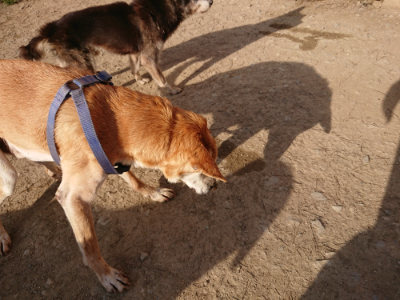 f:id:roukenhome-ann:20190406201256j:plain