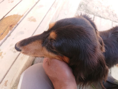 f:id:roukenhome-ann:20190407054255j:plain