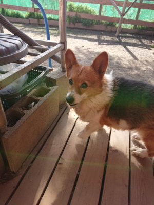 f:id:roukenhome-ann:20190407054321j:plain