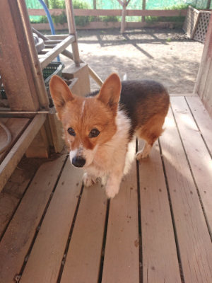 f:id:roukenhome-ann:20190407054456j:plain