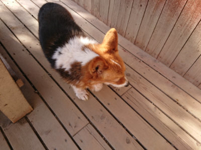 f:id:roukenhome-ann:20190407054539j:plain