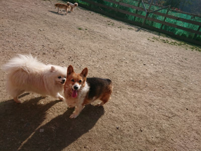 f:id:roukenhome-ann:20190407073758j:plain