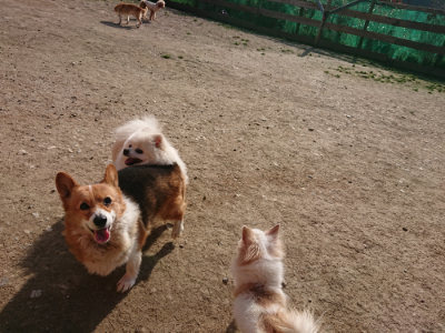 f:id:roukenhome-ann:20190407073805j:plain