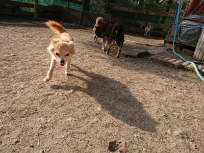 f:id:roukenhome-ann:20190407073909j:plain