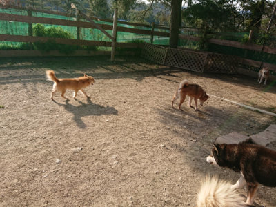 f:id:roukenhome-ann:20190407074131j:plain