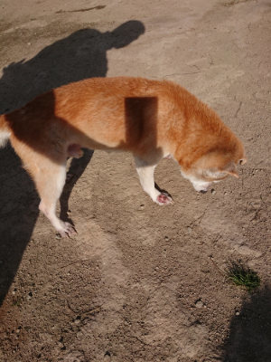 f:id:roukenhome-ann:20190407074245j:plain