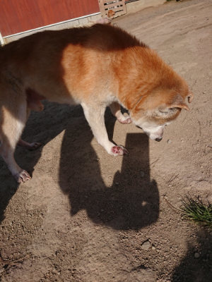 f:id:roukenhome-ann:20190407074257j:plain