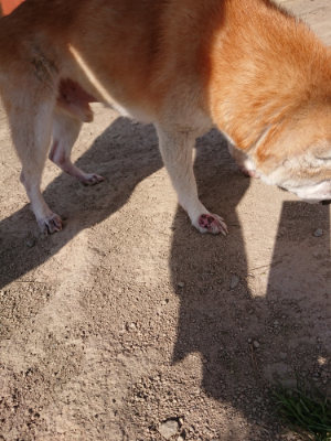 f:id:roukenhome-ann:20190407074328j:plain