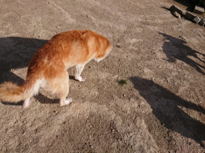 f:id:roukenhome-ann:20190407074407j:plain