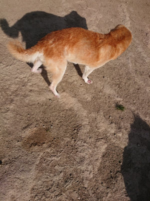 f:id:roukenhome-ann:20190407074428j:plain