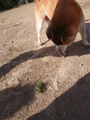 f:id:roukenhome-ann:20190407074457j:plain