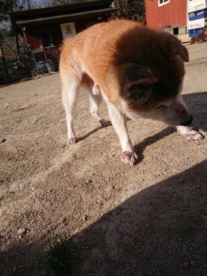 f:id:roukenhome-ann:20190407074520j:plain