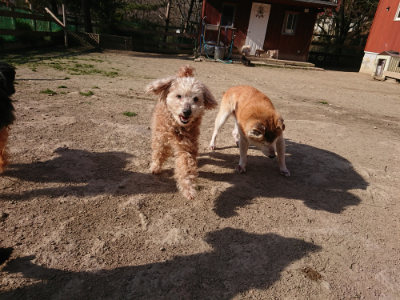 f:id:roukenhome-ann:20190407074543j:plain