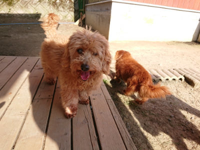 f:id:roukenhome-ann:20190407074907j:plain