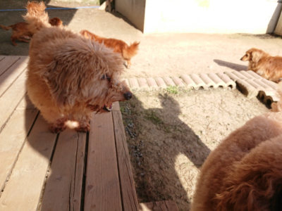f:id:roukenhome-ann:20190407075028j:plain