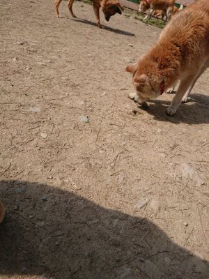 f:id:roukenhome-ann:20190407142836j:plain