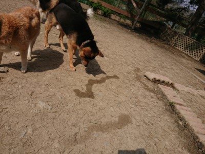 f:id:roukenhome-ann:20190407142909j:plain