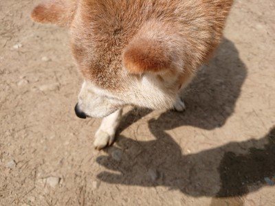 f:id:roukenhome-ann:20190407143059j:plain