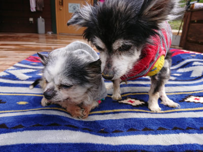 f:id:roukenhome-ann:20190407145147j:plain