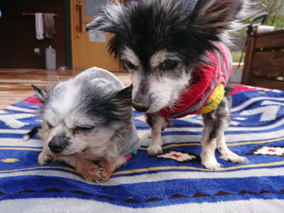 f:id:roukenhome-ann:20190407145248j:plain