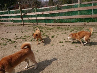 f:id:roukenhome-ann:20190407145332j:plain