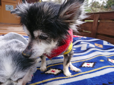 f:id:roukenhome-ann:20190407145435j:plain