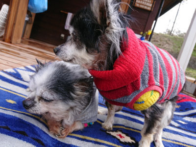 f:id:roukenhome-ann:20190407145440j:plain