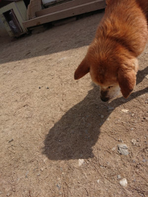f:id:roukenhome-ann:20190407145537j:plain
