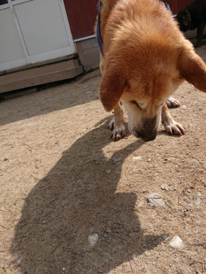 f:id:roukenhome-ann:20190407145544j:plain