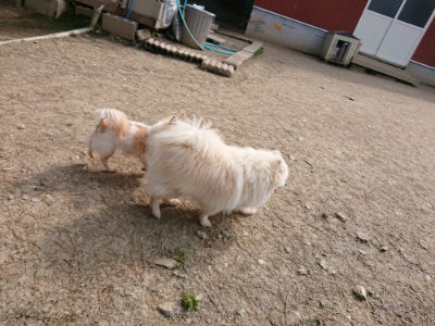 f:id:roukenhome-ann:20190407145837j:plain