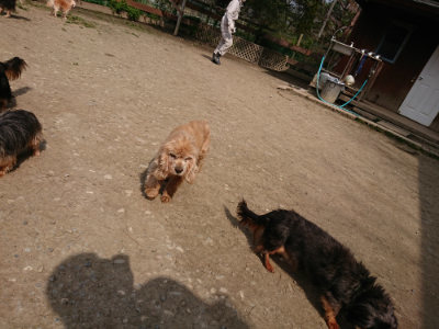 f:id:roukenhome-ann:20190407151608j:plain