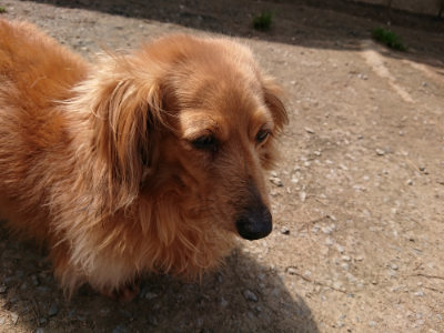 f:id:roukenhome-ann:20190407151953j:plain