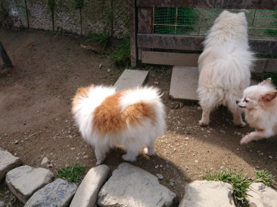 f:id:roukenhome-ann:20190407152045j:plain