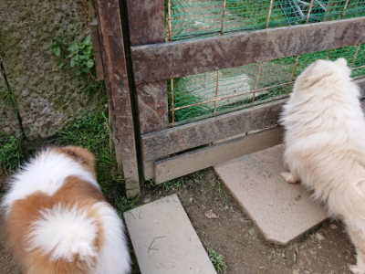 f:id:roukenhome-ann:20190407180700j:plain