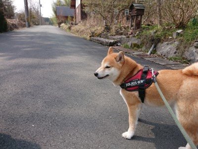 f:id:roukenhome-ann:20190407180941j:plain