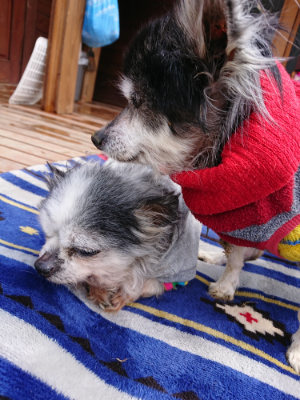 f:id:roukenhome-ann:20190407181028j:plain