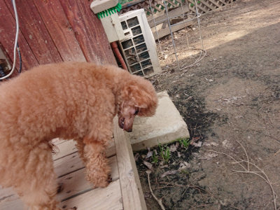 f:id:roukenhome-ann:20190407181216j:plain